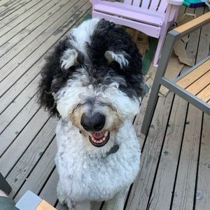 Meet your Posher, Joshua